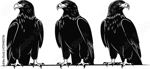 Three majestic eagles perched on branch detailed black and white vector illustration, wildlife bird drawing, symbolic raptor artwork for design
