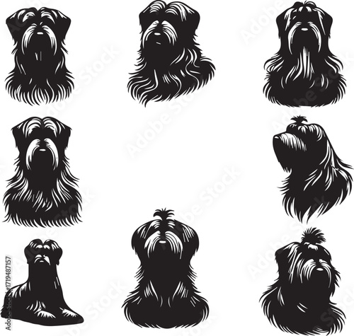 Briard Dog in Black and White – Elegant French Herding Breed Photography
