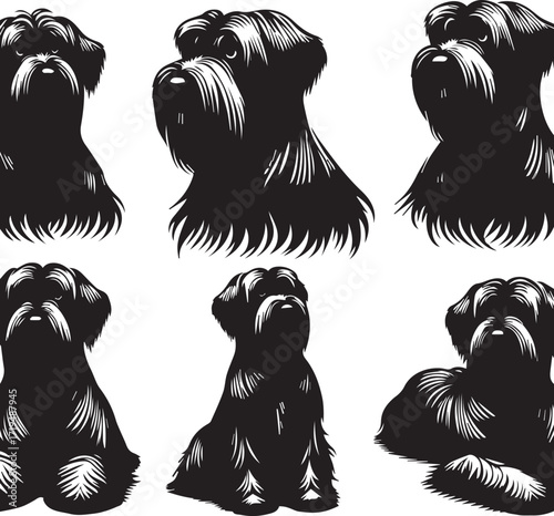 Briard Dog in Black and White – Elegant French Herding Breed Photography