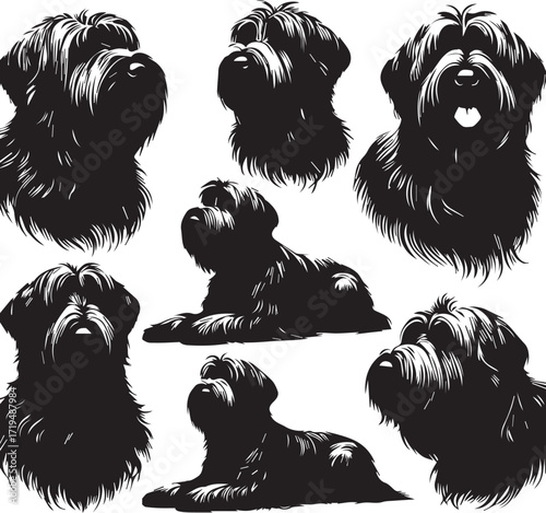 Briard Dog in Black and White – Elegant French Herding Breed Photography