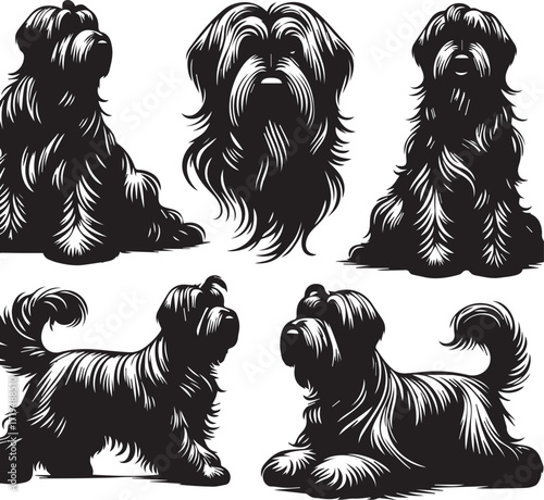 Briard Dog in Black and White – Elegant French Herding Breed Photography
