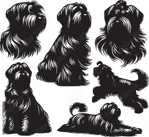 Briard Dog in Black and White – Elegant French Herding Breed Photography