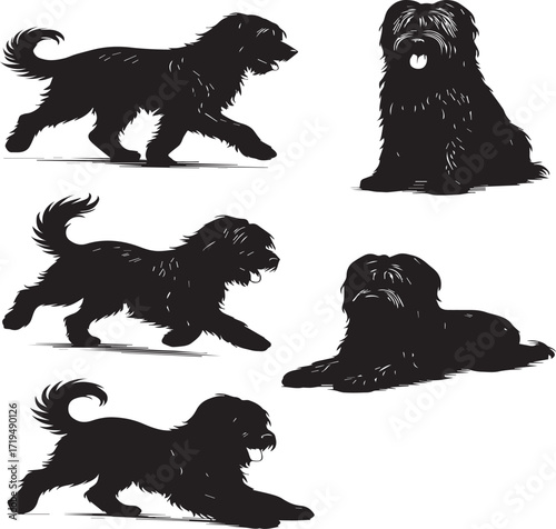Briard Dog in Black and White – Elegant French Herding Breed Photography