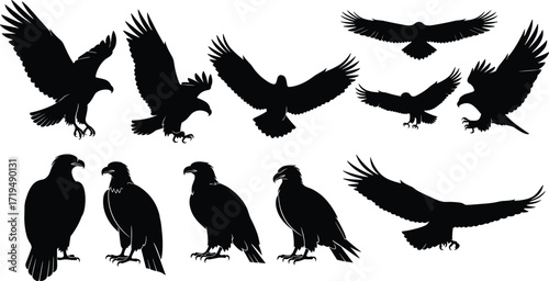 Black eagle bird silhouettes in flight and perched positions, wild raptor vector illustration set for nature, wildlife, freedom, strength themes