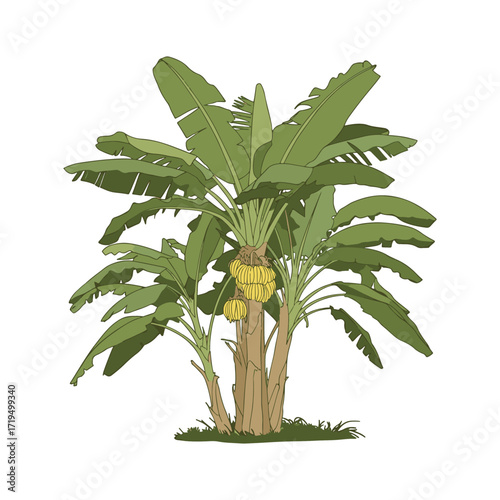 A detailed illustration of a mature banana tree with multiple trunks and hanging bunches of fruit, isolated on white. vector illustration