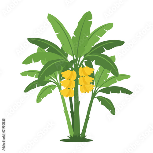 Banana Tree in the Tropics: A lush banana tree, laden with ripe yellow bananas, stands proudly amidst broad, green leaves, a symbol of tropical abundance and natural bounty.