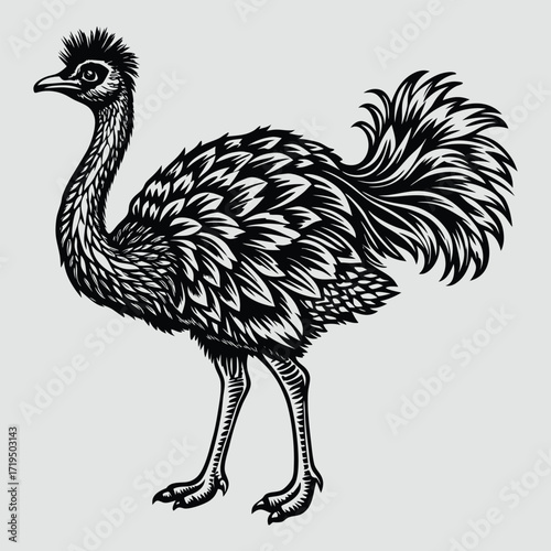 Detailed black and white etching illustration of a standing emu bird with detailed feathers and textured plumage