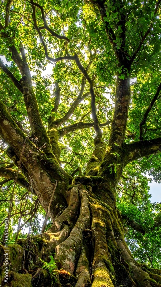 Fototapeta premium Lush canopy of a mature tree
