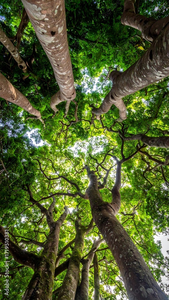 Fototapeta premium Lush canopy, upward view