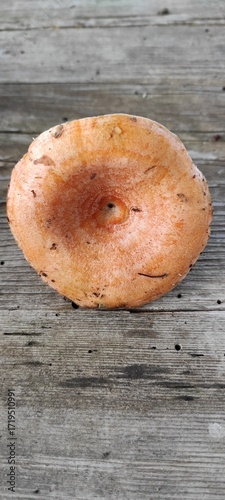 A close-up of the cap of the 