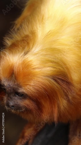A golden lion tamarin looks up at the camera. This endangered species is native to Brazil and is being protected by conservation efforts.
