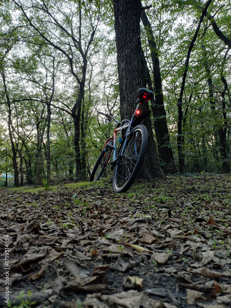 Naklejka premium Bicycle Leaning Against Forest Tree