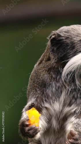 Emperor Tamarin monkey with its distinctive white mustache, eating a piece of fruit. This primate is native to South America.