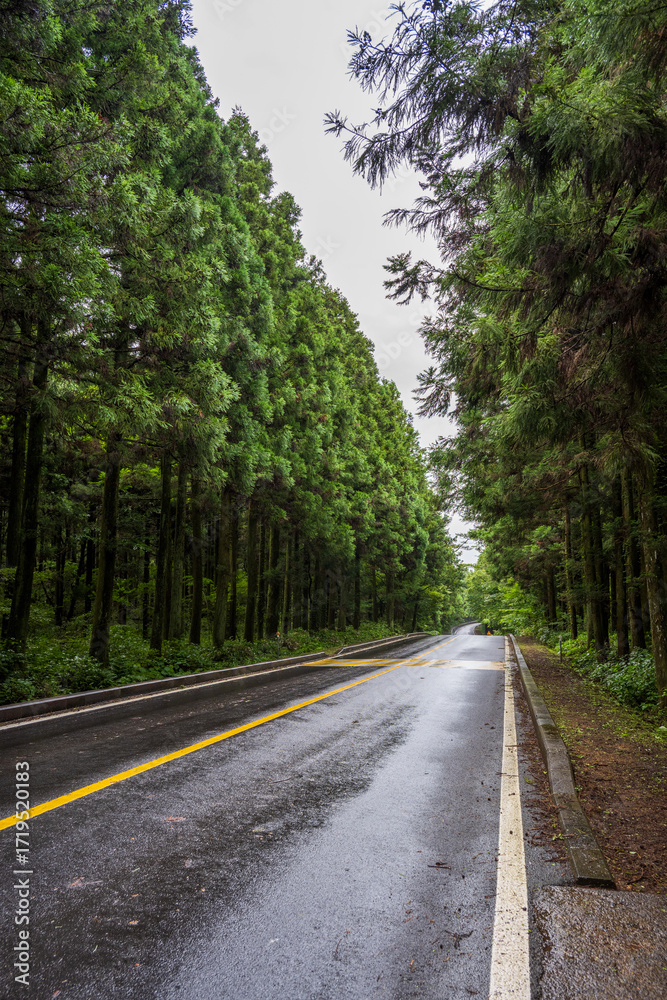 Fototapeta premium Rainy Road through Saryeoni Forest in Jeju Korea