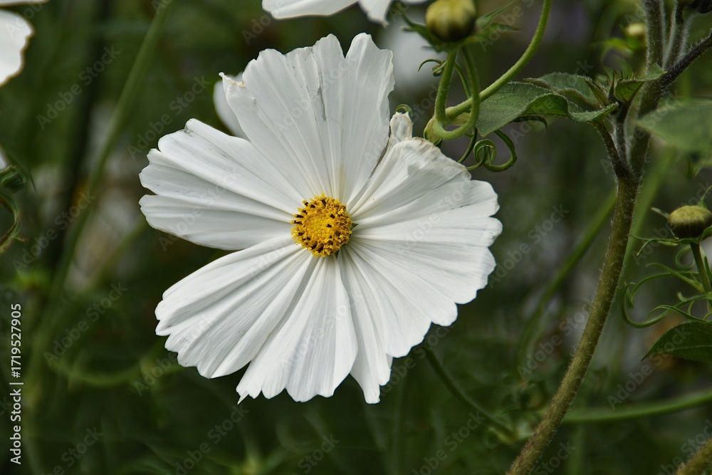 Fototapeta premium A white garden cosmos flower is blossoming outdoor in late summer.