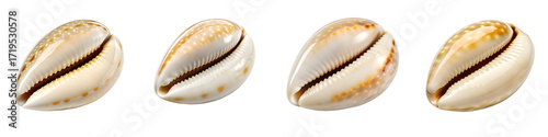 Four cowrie shells isolated on transparent background