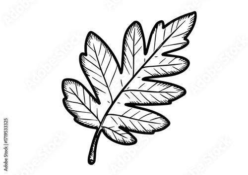 Hand-drawn oak leaf illustration in black and white style  