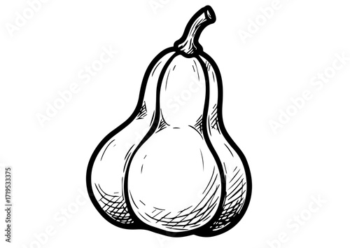 Hand-drawn gourd illustration in vintage style with detailed texture  