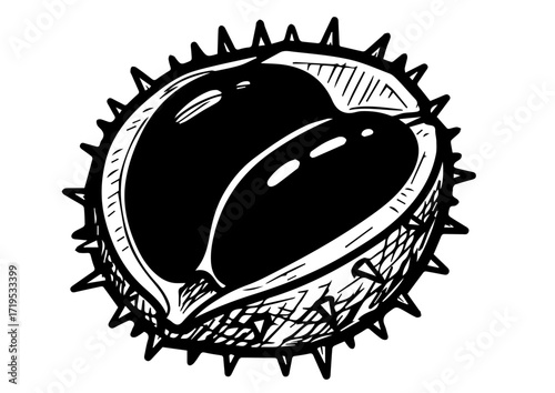 Chestnut shell with two seeds on white background  