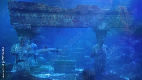 The sharks in the aquarium tank