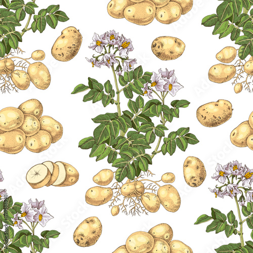Potato sketched seamless pattern vector