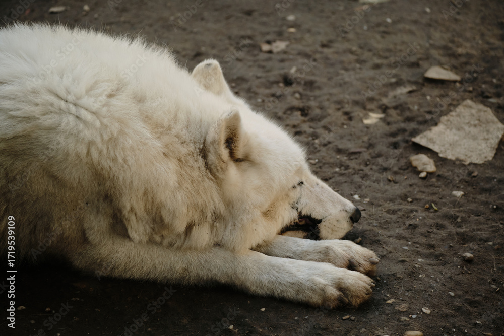 Obraz premium White arctic wolf sleeping on the dirt ground at Belgrade Zoo, head on paws. The face is scarred, close up side view. Predators rescued from the wild live in safety.