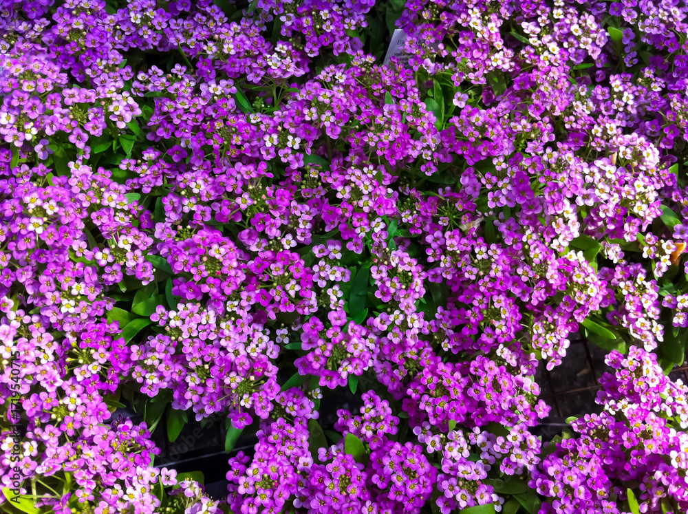 Obraz premium Sweet alyssum flowers densely packed creating a beautiful floral background. Delicate mini purple flowers. Floral ground cover