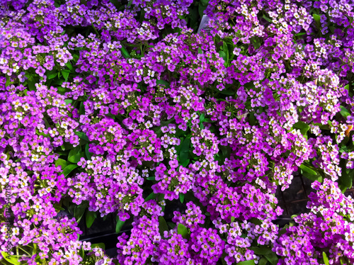 Sweet alyssum flowers densely packed creating a beautiful floral background. Delicate mini purple flowers. Floral ground cover