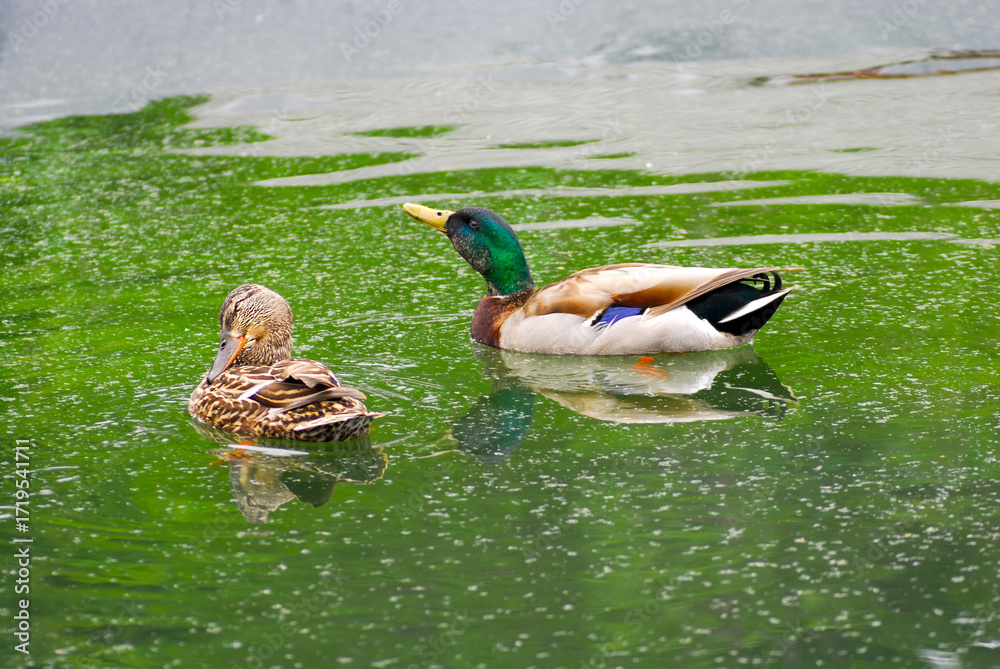 Fototapeta premium Male and female mallard ducks casually swimming together in calm water with reflection