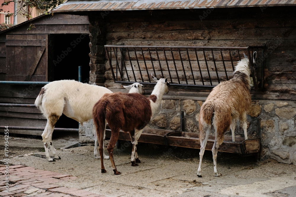 Obraz premium Group of llamas feeding together at wooden trough in zoo enclosure. Rear view. Belgrade zoo animals.