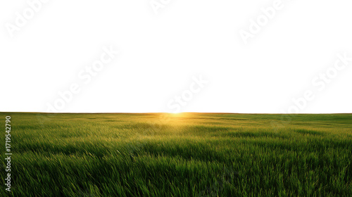 Golden field of wheat under a beautiful sunset sky with warm light isolated on white background