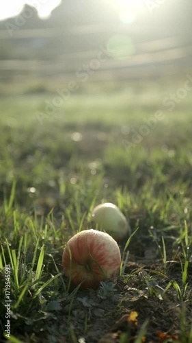 Apples covered in dew lie in the freshly wet grass against the light with reflections. Bokeh background vertical video