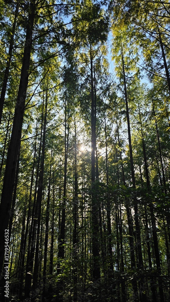 Obraz premium Sunlight through forest trees 숲 속 나무 사이로 비치는 햇살