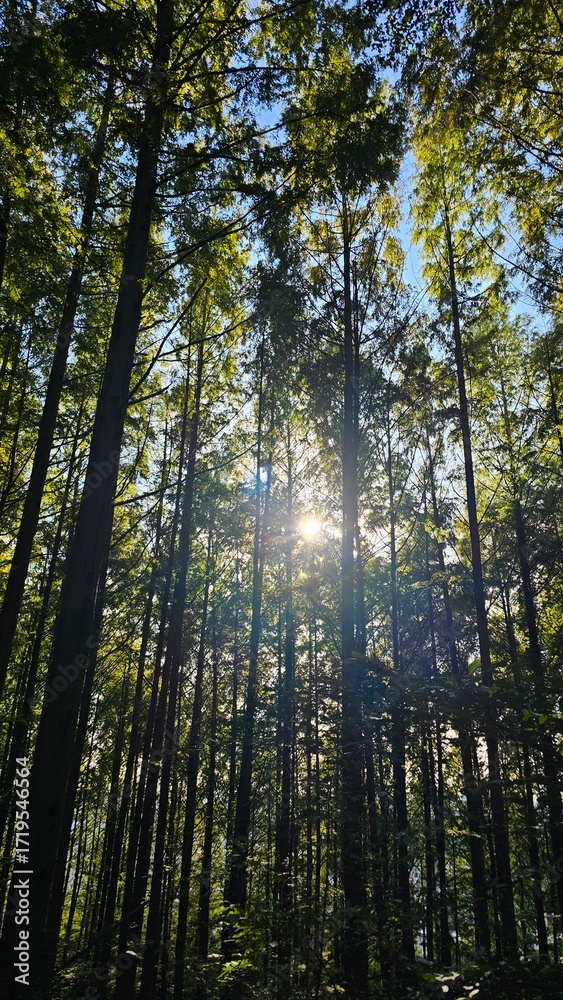 Obraz premium Sunlight through forest trees 숲 속 나무 사이로 비치는 햇살