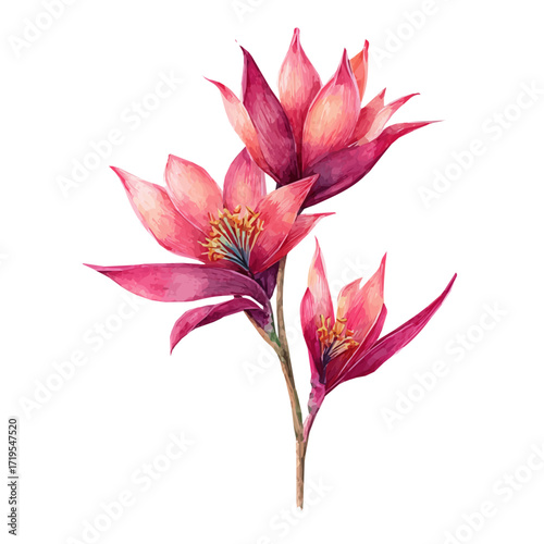 Vector illustration, My Watercolor, hand-painted, simple, flat pink lily branches painting illustration isolated on a white background, EPS format design. vector illustration, 2D design