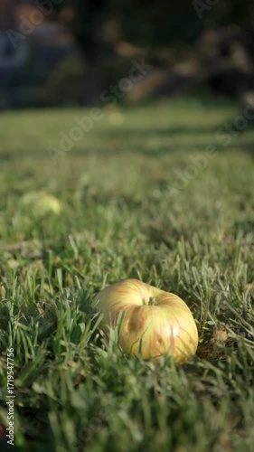 An apple lies in the grass. Bokeh background vertical video.