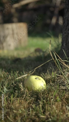 A green apple lies in the grass. A tree stump in the background. Bokeh background vertical video.