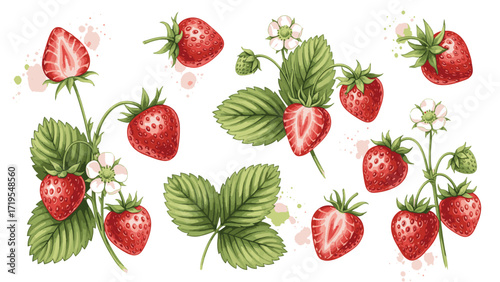 A vibrant watercolor illustration showcasing ripe red strawberries, green leaves, and delicate white blossoms on white background, with scattered paint splatters.