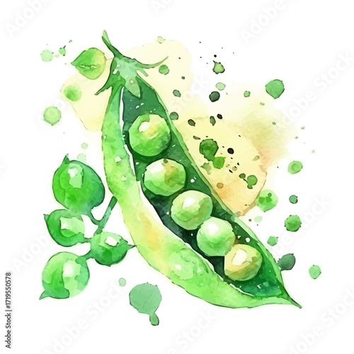 My Watercolor, hand-painted, simple, simple, flat sliced broad bean pod splash painting illustration isolated on a white background, vector illustration, EPS format design. vector illustration