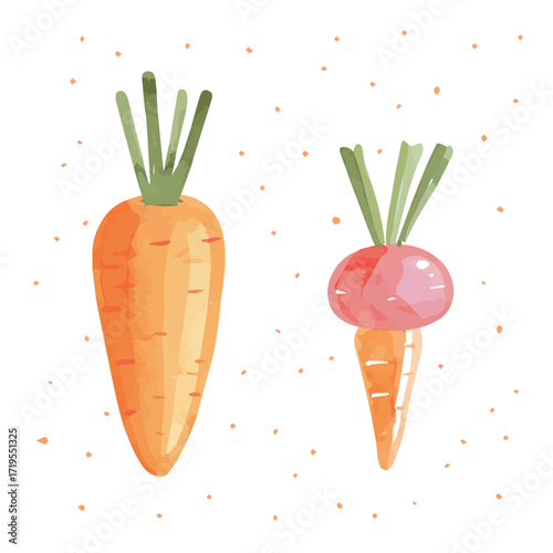Vector illustration, My Watercolor, hand-painted, simple, simple, flat sliced drumstick vegetable painting illustration isolated on a white background, EPS format design. vector illustration