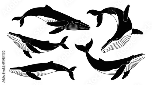 Vector icon set of humpback whales in various swimming positions. These black-and-white illustrations are ideal for marine biology, ocean conservation, educational materials, whale watching promotions
