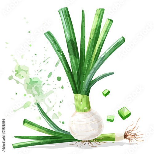 Vector illustration, My Watercolor, hand-painted, simple, flat sliced spring onion painting illustration isolated on a white background, EPS format design. vector illustration, 2D design
