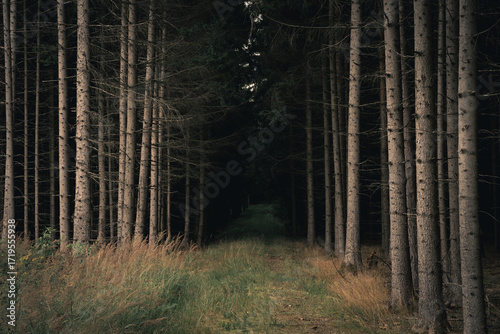 Dark forest path on a rainy autumn day