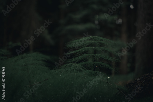 Close-up of a horsetail plant in a dark autumn forest