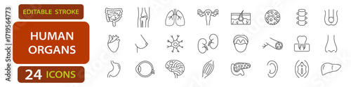 Human organs editable stroke icons including heart, brain, lungs, kidney, stomach, intestines, uterus, eye, ear, skin, liver, and muscles