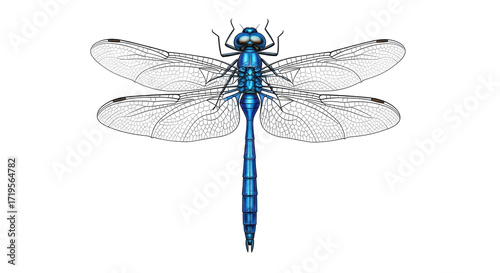 Isolated dragonfly art illustration, full body, side view, showing wings, eyes, and insect tail