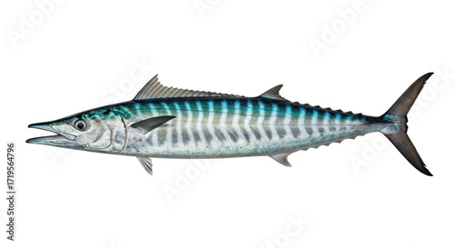 Photos Isolated Wahoo fish swimming showing details of a ray-finned bony saltwater carn