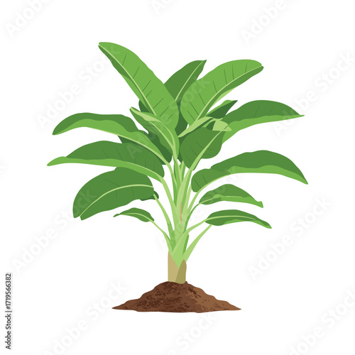A young and healthy banana plant with large green leaves growing in a mound of soil, isolated on a white background. vector illustration
