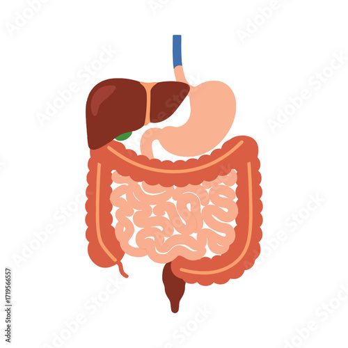 A detailed medical illustration of the human digestive system, showing the liver, stomach, and large and small intestines. vector illustration