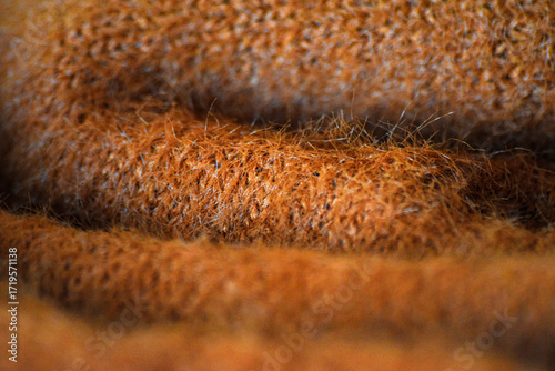 Wallpaper Mural Cozy Brown Wool Textile Surface Close-Up. High-resolution macro of soft brown wool surface with visible fiber texture, ideal for backgrounds and fabric overlays. Torontodigital.ca